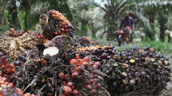 Impact Of Abolition Of CPO Export Tariffs, Palm Oil Fund Management Agency Loses IDR 16.8 Trillion In Revenue