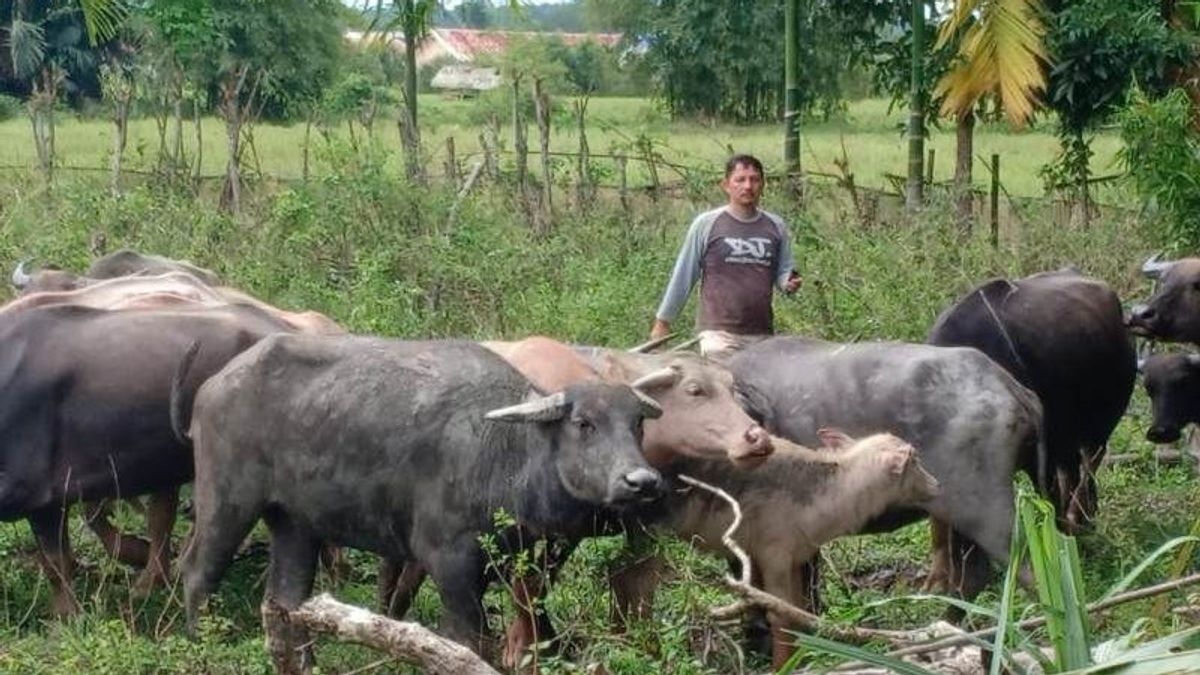قبل عيد الأضحى 2022 ، يتحرك فريق حكومة ولاية سومطرة الغربية للتحقق من الحيوانات المضحية للوقاية من مرض الحمى القلاعية
