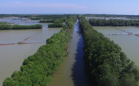 Budidaya Tambak Terhubung Mangrove Dapat Meningkatkan Pendapatan Petambak Tradisional