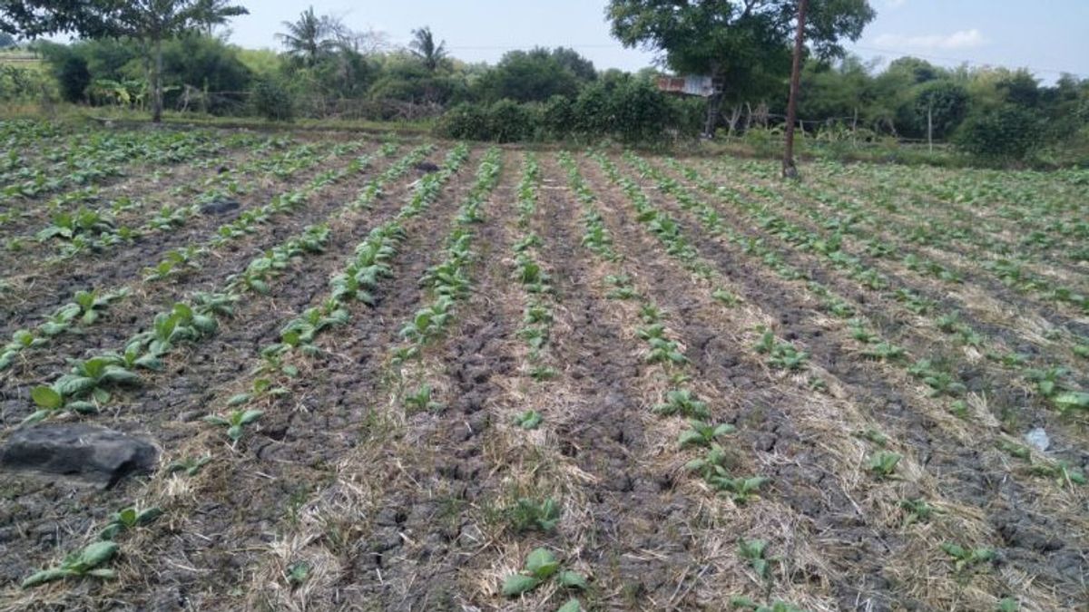 الجفاف الرطب يهدد نمو نباتات التبغ في وسط لومبوك