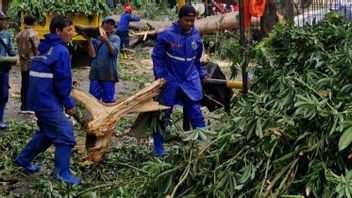 Cegah Pohon Tumbang, Satgas Tamhut Jakpus Lakukan Pemangkasan