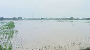 1.401 Hektare Sawah di Aceh Utara Terendam Banjir