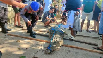 يظهر تمساح كبير على شاطئ ليجيان في بالي ، تم إجلاؤه إلى BKSDA