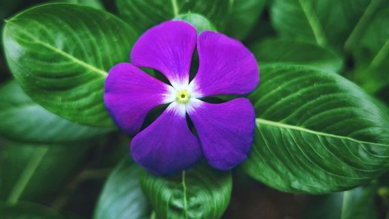 5 Fakta Menarik Tentang Tanaman Tapak Dara, Bunga yang Kerap Diabaikan Namun Mampu Obati Kanker