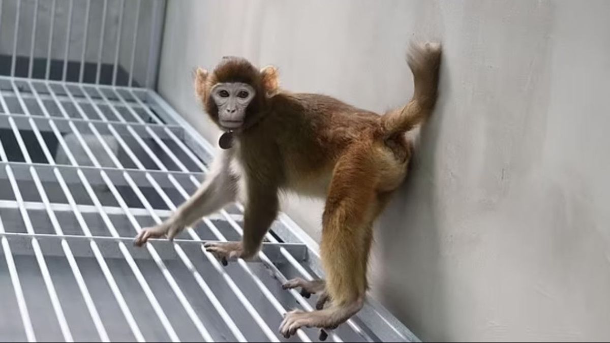 Monyet Rhesus Sukses Di-Klon untuk Pertama Kalinya: Langkah Maju dalam Penelitian Primata