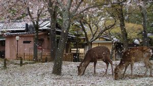 Populasi Rusa di Taman Nara Jepang Capai Rekor Tertinggi, Cedera Pengunjung Meningkat