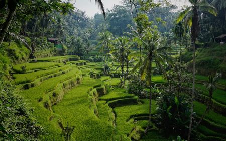 The Green Zone, Skema Baru Bali untuk Kembalikan Ekonomi dan Pariwisata