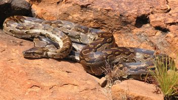 Cette femme survit après deux heures d'être poignardée par un serpent Piton