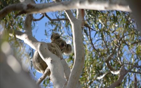 UU Perlindungan Koala di Australia Malah Memicu Konflik Politik