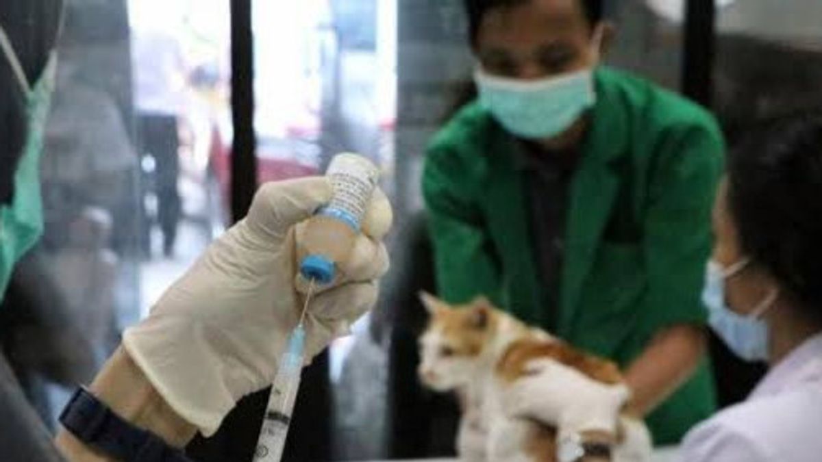 Pet Animal Bites Including The Cause Of 75 Rabies Cases In Rejang Lebong Throughout 2023