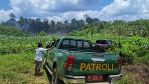 Dishut Kaltara Temukan Perambahan Hutan Sajau, Ganggu Kehidupan Suku Punan Batu Benau Sajau 