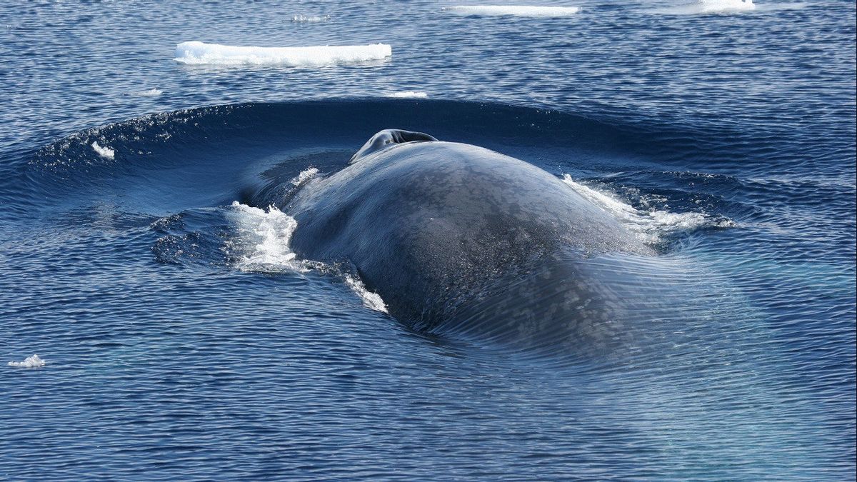 研究者はクジラの体の大きさに影響を与える4つの重要な遺伝子を明らかにします