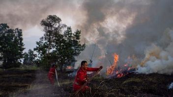 南苏门答腊岛超过50%的地区被归类为高水平森林和陆地火灾易发地