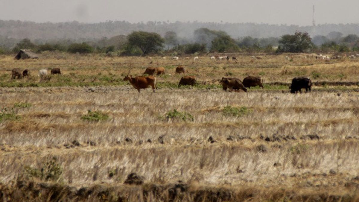 37 Points In 19 Provinces Predicted Drought This Year, The Ministry Of PUPR Is Starting To Prepare Anticipation