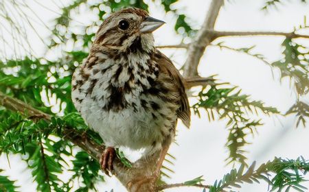 Fosil Tengkorak 'Unik' dari Brasil Ungkap Evolusi Otak Burung