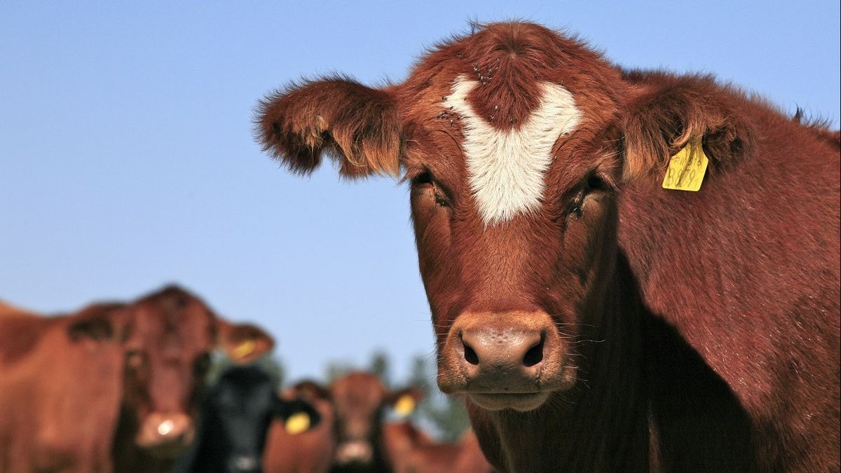 Ada Kasus Sapi Gila di Brasil, Importir China Tetap Beli Daging dari Negeri Samba
