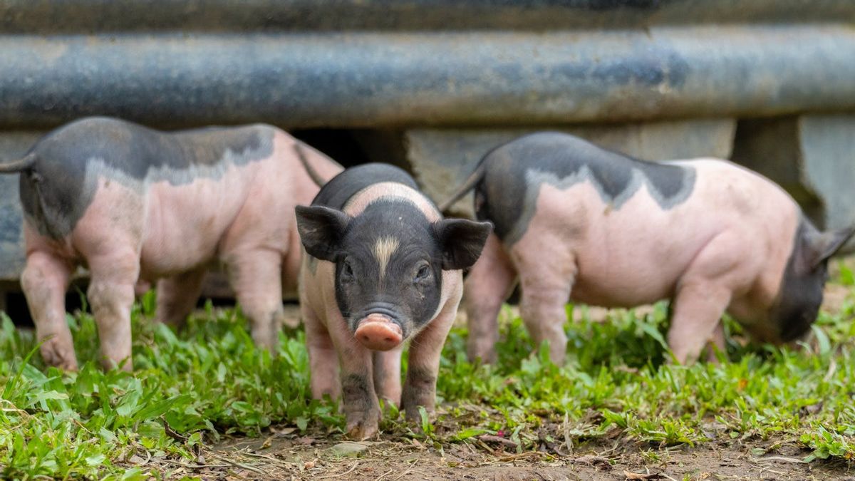 celière porcine africaine s'est propagée en Corée du Sud : L'Avertissement national est émis!