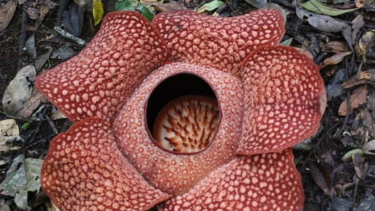 Bunga Rafflesia Mekar Sempurna di Taman Nasional Bukit Barisan Selatan Lampung