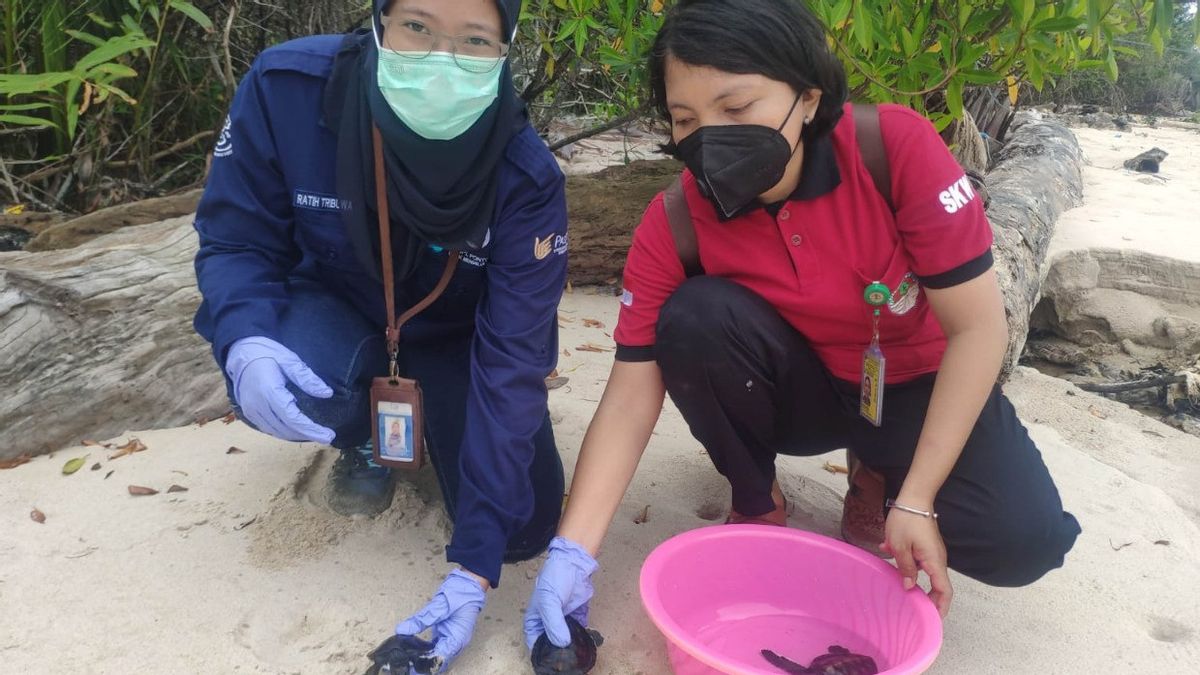 The Ministry of Maritime Affairs and Fisheries Rescues Green Turtles Caught In Trawls In Tarakan