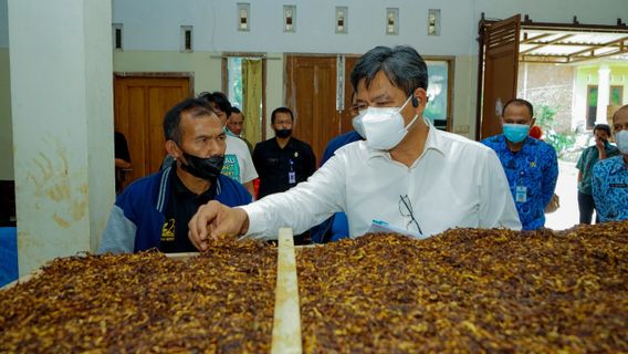 Beli Tembakau Lokal dengan Harga Tinggi, Pemerintah Apresiasi PT Djarum Milik Konglomerat Hartono Bersaudara