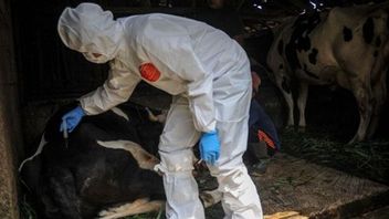 家畜を攻撃するFMD以外にも2つのアウトブレイクがあり、オンブズマンは検疫機関の監督機能を弱いと呼んでいます!