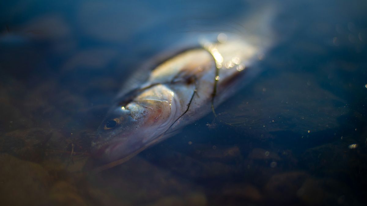 20 tonnes de poisson mortes dans la rivière Piracicaba au Brésil, un procureur d'usine accusé d'infectants se préparant à une décision sur les données