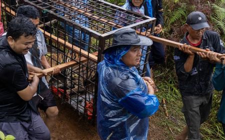 BKSDA Evakuasi Seekor Harimau Sumatera yang Masuk Perangkap di Batang Barus Solok