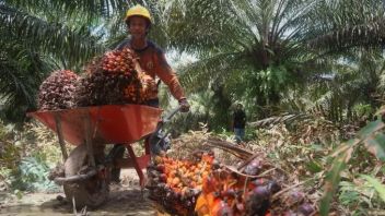 马穆朱中部的棕榈油冲突神受害者，摄政政府为工作组寻找解决方案