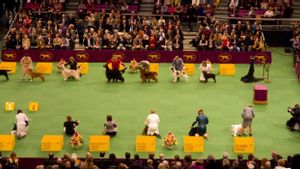 Kasus Infeksi Virus Corona Melonjak, Pertunjukan Tahunan Westminster Kennel Club Tahun 2022 Ditunda