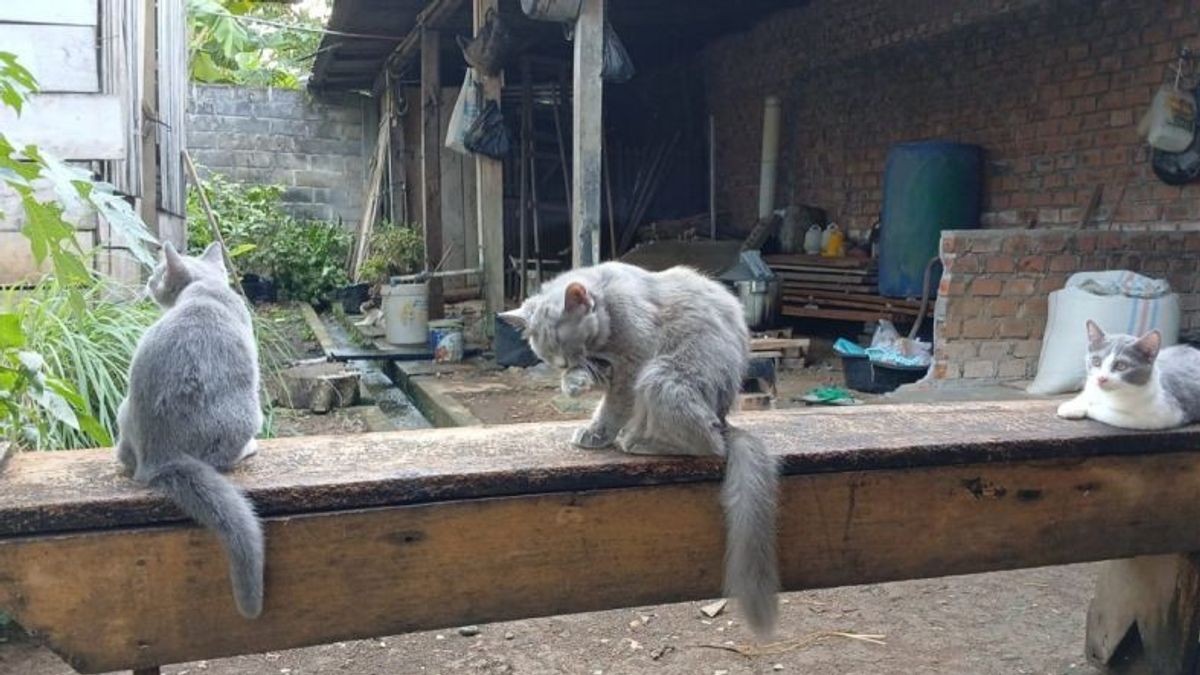 Pemkot Sediakan 750 Vaksin Rabies Gratis untuk Warga Bengkulu