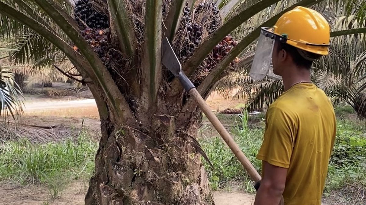 Palm Oil Entrepreneur Invites All Stakeholders To Prevent Forest And Land Fires