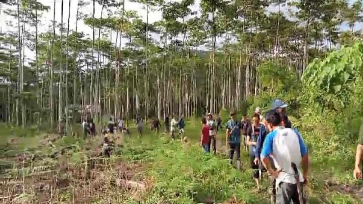  Bantuan BKSDA Tak Kunjung Datang, TPFF dan Warga Aceh Giring Sendiri 25 Gajah Liar Kembali ke Habitat