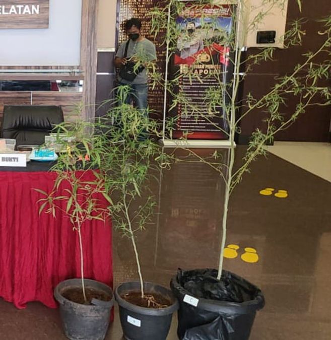Planting Cannabis Trees At Home, Residents Reported Oka