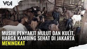 VIDEO: Musim Penyakit Mulut dan Kuku, Harga Kambing Sehat di Jakarta Meningkat