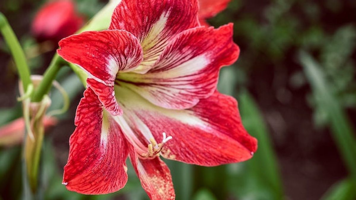 Must Be CAREful When Cared, These 7 Types Of Toxic Ornamental Plants