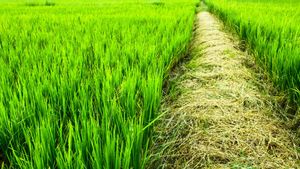 Rahasia Petani Sukses Bebas Serangan Hama Penyakit Tanaman Padi yang Bikin Panen Maksimal!