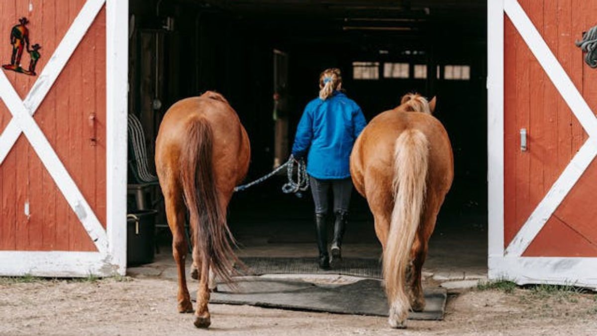 Kuda-kuda Milik Perusahaan Negara Ukraina Bak Pengungsi, Pindah-pindah Penampungan
