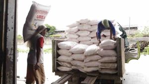 جاكرتا - بوبوك إندونيسيا جاهزة لتوزيع 9.55 مليون طن من دعم الأسمدة هذا العام