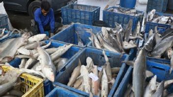 BFAR Asked To Submit Proof Chinese Fishermen Use Cyanide At Karang Scarborough