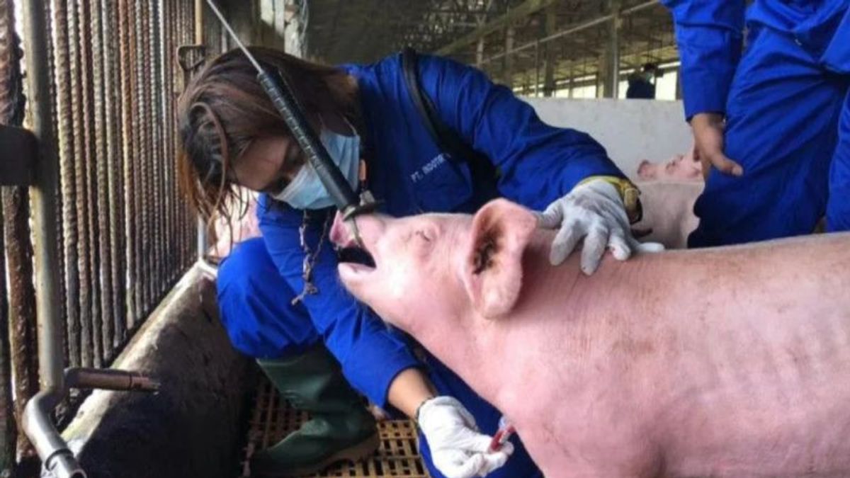 Pemprov Jabar Terjunkan Tim Cegah Kasus Flu Babi Afrika