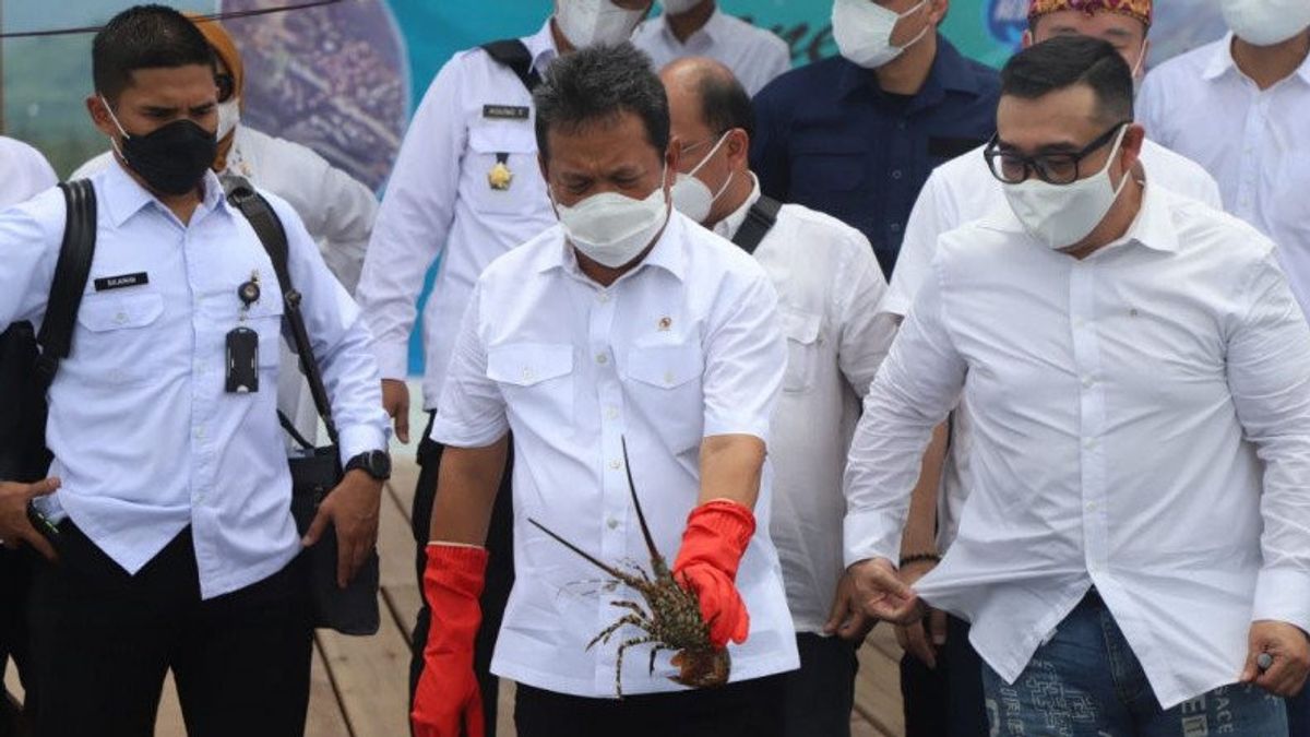 Menteri KKP Optimis, Keberhasilan Budidaya Lobster Domestik Tekan Angka Penyelundupan  