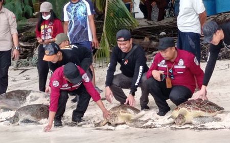 Empat Penyu Dilepasliarkan di Pulau Kapoposang