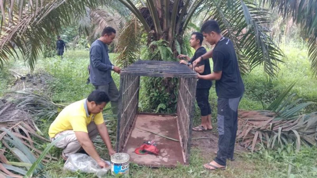 Appearing In Residents' Settlements, West Sumatra BKSDA Installs Trap Cages For Sumatran Tigers