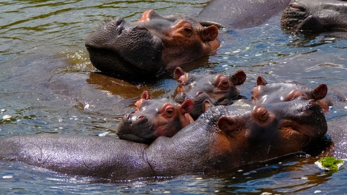 The Bottle Thrower At The Mouth Of The Hippo Turns Out The Grandma Of A Cicalengka Resident, The Reason Is Very Strange