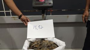 Perdagangan Sisik Trenggiling 15,5 Kg di Kalbar Digagalkan, Pelaku Terancam 15 Tahun Penjara