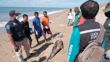 Spinning Dolphin Carcass Stranded In Kupang Buried