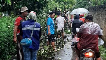 المطر والرياح جعل العديد من الأشجار تسقط، حكومة مدينة ديبوك: لا يتم تضمين الأشجار في قائمة عرضة للسقوط