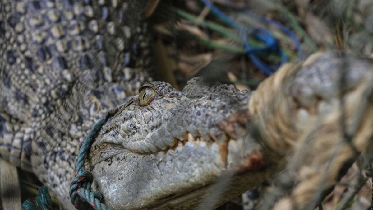 Hilang Saat Memancing, Tubuh Pria di Australia Ditemukan dalam Perut Buaya