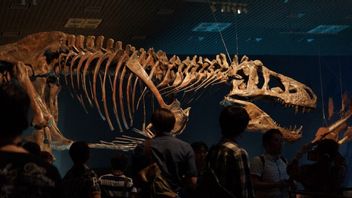 نجح علماء بريطانيون وأمريكيون في إعادة بناء أدمغة أكبر سبينوصور آكل اللحم رقميا