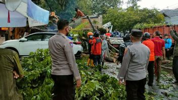 3 Cars Hit By Falling Trees Due To Strong Winds In Semarang